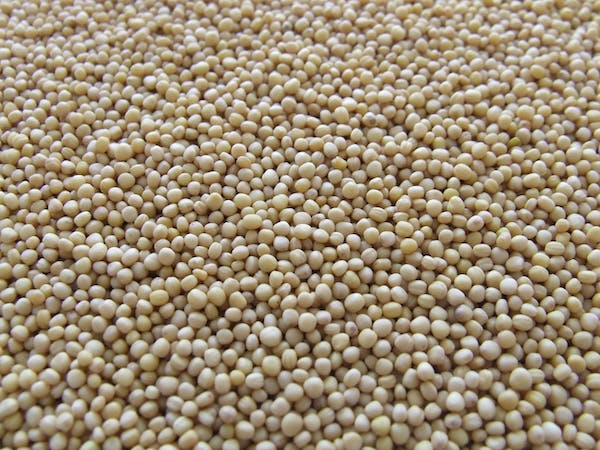 Soybean fermented foods