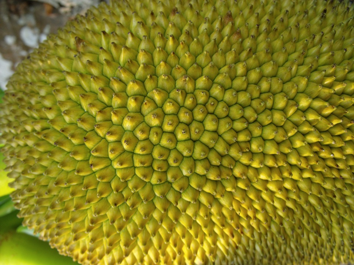 Jackfruit